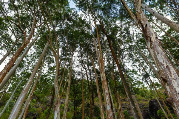 Denso Bosque Eucaliptos Siempreverdes —  Fotos de Stock