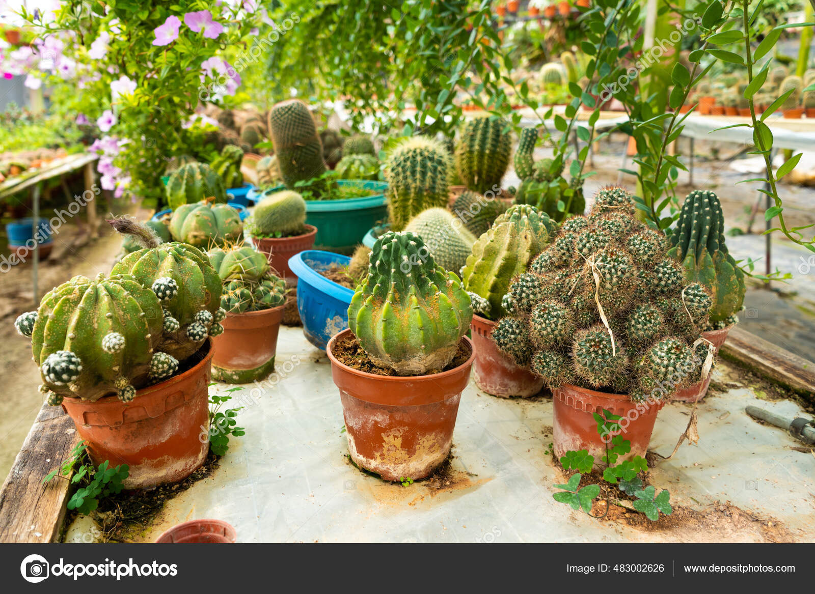 Decorative Pots for Succulents & Cacti