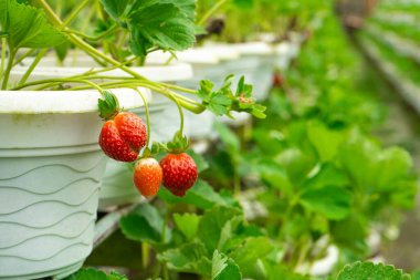 Malezya 'da saksı rafları ve sulama sistemi çilek tarlası.