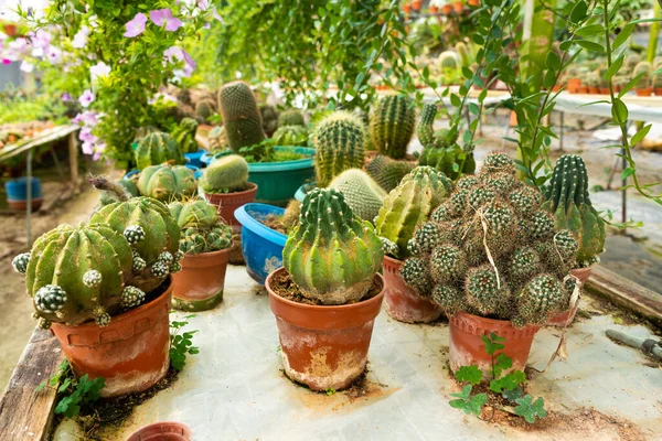 Kaktusy Různých Tvarů Plemen Kaktusové Farmě Rostliny Pro Domácí Zahradní — Stock fotografie