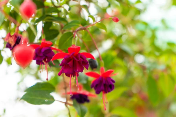 Vibrant color saturated fuchsia hybrida in a flower park.