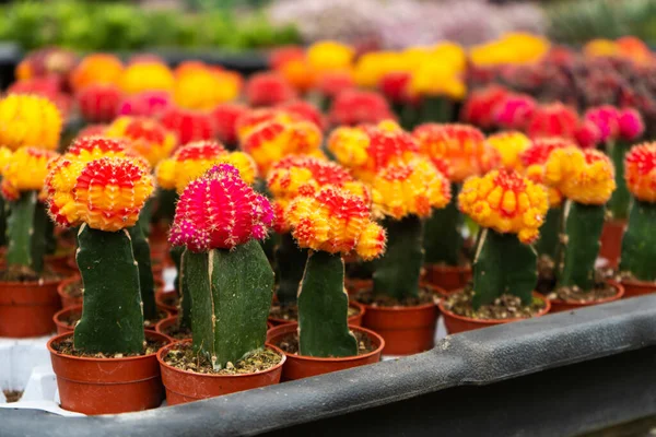 Kaktusy Různých Tvarů Plemen Kaktusové Farmě Rostliny Pro Domácí Zahradní — Stock fotografie