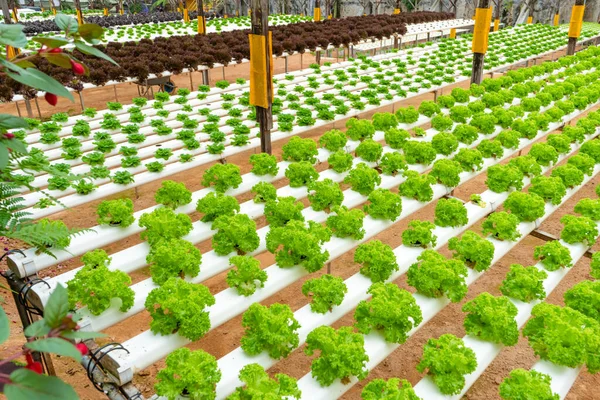 Estufa Moderna Para Cultivo Saladas Com Sistema Irrigação Escala Industrial — Fotografia de Stock