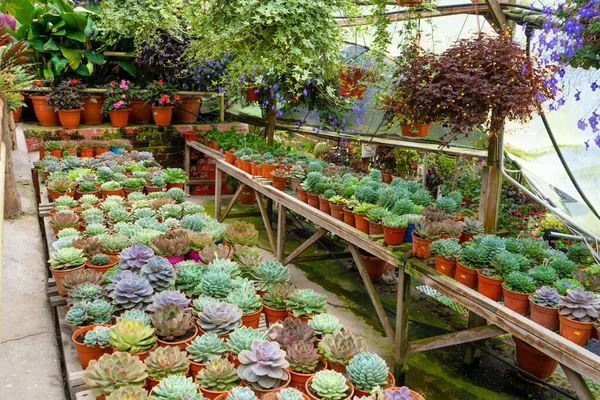 Estante Con Suculentas Una Florería — Foto de Stock