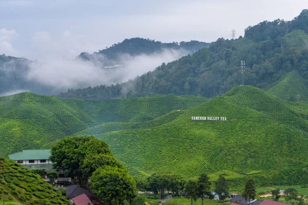 Grünteeplantagen Den Hügeln Hochland Der Beste Tee Wächst Feuchten Nebligen — Stockfoto