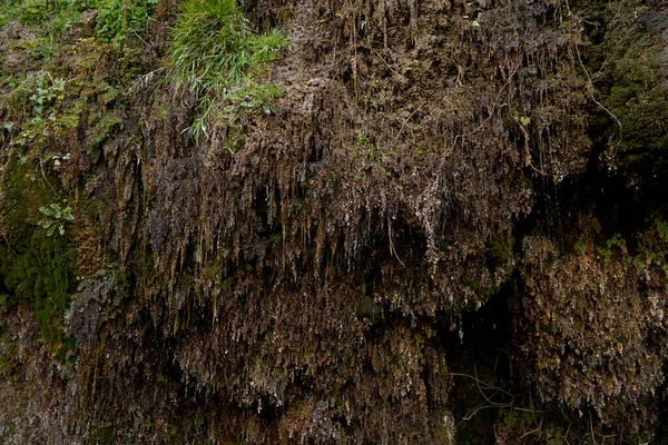 Água Flui Por Uma Rocha Montanha Coberta Com Uma Planta — Fotografia de Stock