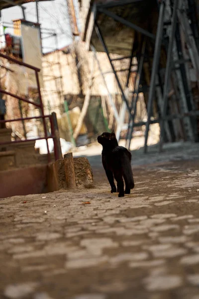 Chat Noir Errant Marche Dans Allée — Photo