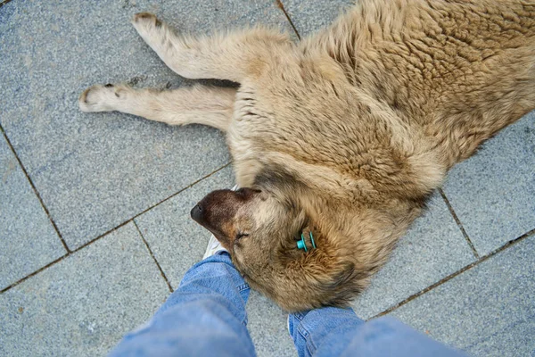 Huge Stray Dog Fell Asleep Girl Feet Lovely Homeless Animals — Stock Photo, Image