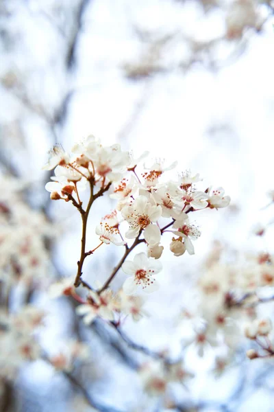 Sárgabarack Fák Virágoznak Fehér Virágokkal Kora Tavasszal — Stock Fotó
