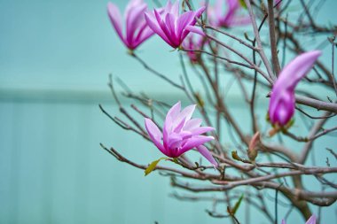 Parkta çiçek açan manolya çiçekleri.