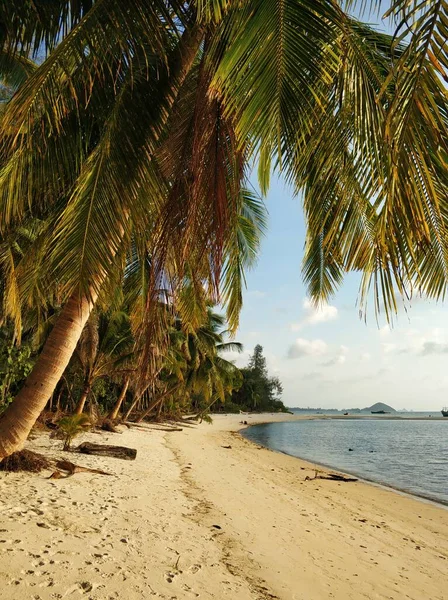 Kustlijn Met Zandstrand Palmbomen Een Tropisch Eiland — Stockfoto