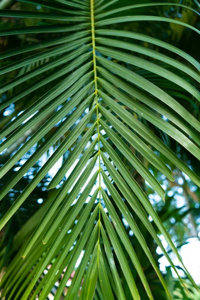 Větev Palmy Tropech Pod Širým Nebem — Stock fotografie