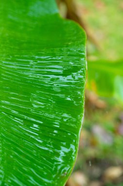 Yağmurdan sonra bahçede muz ağacının yeşil yaprağına yağmur damlaları düşer..