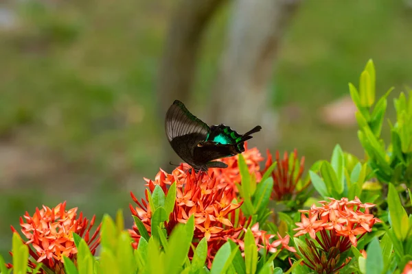 Невероятно Красивый День Тропическая Бабочка Papilio Maackii Опыляет Цветы Чёрно — стоковое фото