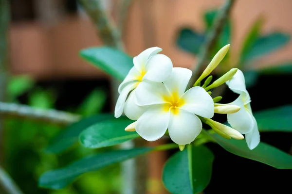 Frangipani Flor Tropical Crescendo Livre Tailândia — Fotografia de Stock