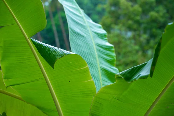 Krople Deszczu Zielonym Liściu Drzewa Bananowego Ogrodzie Deszczu — Zdjęcie stockowe