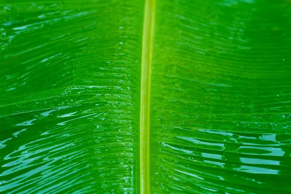 Regentropfen Auf Einem Grünen Blatt Einer Bananenstaude Garten Nach Dem — Stockfoto