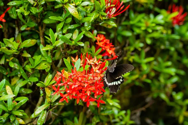 Papillon Tropical Boit Nectar Fleurs Sur Lit Fleurs Dans Cour — Photo