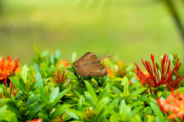 Imagem Brilhante Suculenta Uma Borboleta Tropical Recolhe Néctar Flores Jardim — Fotografia de Stock