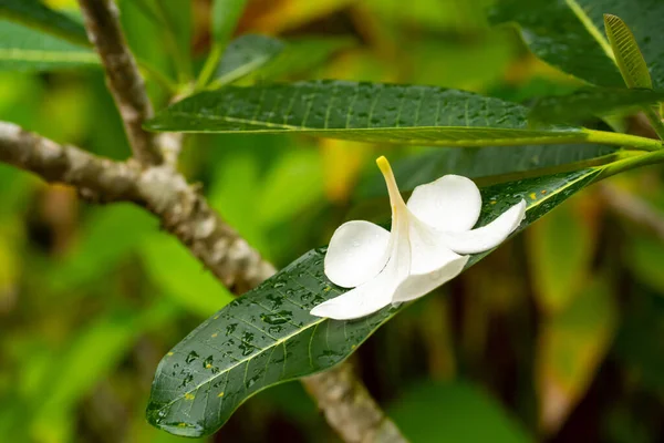 Frangipani Flor Tropical Que Crece Aire Libre Tailandia —  Fotos de Stock