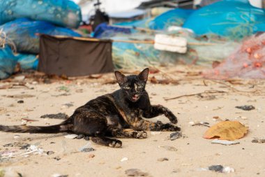 Balıkçı köyündeki kumlu sahilde sokak kedisi..