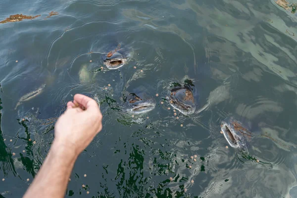 Стая Сомов Плавает Рядом Поверхностью Воды Прося Пищи Кормление Рыбы — стоковое фото