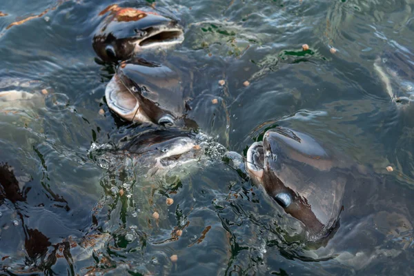 Troupeau Poissons Chats Nage Près Surface Eau Quête Nourriture Nourrir — Photo