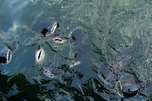Hejno Sumečků Plave Blízko Hladiny Vody Prosí Jídlo Krmení Ryb — Stock fotografie