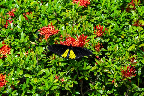 Mariposa Tropical Troides Helena Poliniza Flores Jardín — Foto de Stock