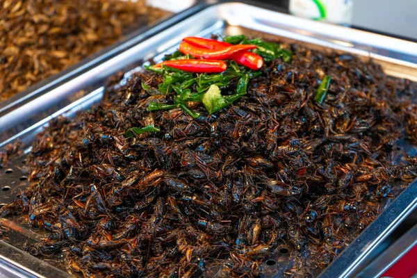 아시아 곤충에 대응책 — 스톡 사진