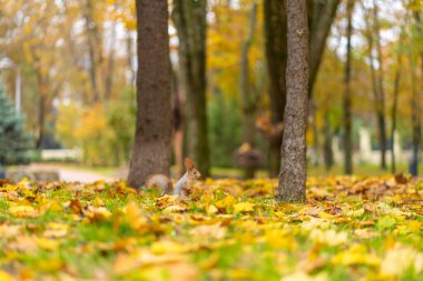 Tüylü, güzel bir sincap, sonbaharda şehir parkında düşen sarı yaprakların arasında yiyecek arıyor..