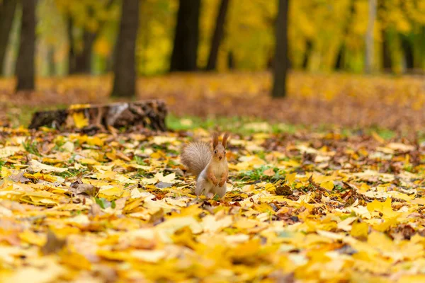 Esquilo Bonito Fofo Está Procurando Comida Entre Folhas Amarelas Caídas — Fotografia de Stock