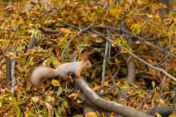 Пушистая Красивая Белка Ищет Пищу Среди Упавших Желтых Листьев Осенью — стоковое фото