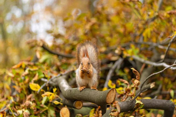 Fluffy Beautiful Squirrel Eats Nut Branch Sawn Tree Yellow Leaves — Stock Photo, Image