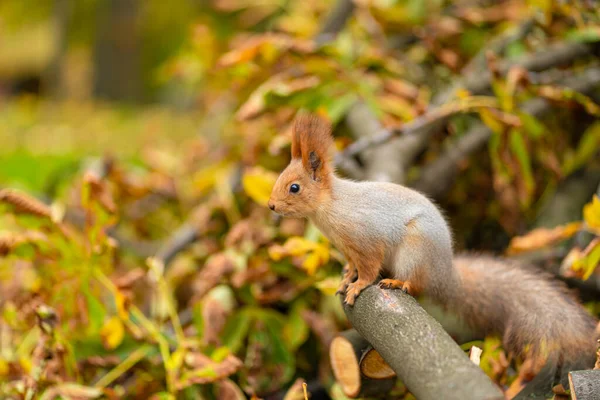 Close Portrait Fluffy Beautiful Squirrel Branch Sawn Tree Yellow Leaves — Stock Photo, Image