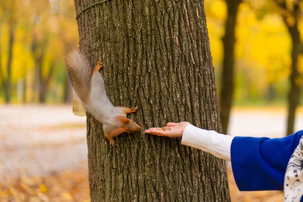 Squirrel Sitting Tree Trunk Takes Nuts Person Hand Autumn Park — Stock Photo, Image