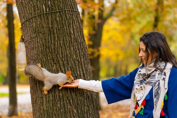 Squirrel Sitting Tree Trunk Takes Nuts Person Hand Autumn Park — Stock Photo, Image