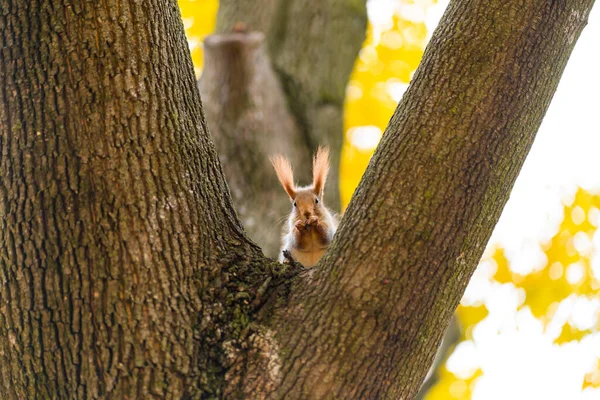 Flauschig Schönes Eichhörnchen Auf Einem Baumstamm Zwischen Gelben Blättern Herbst — Stockfoto