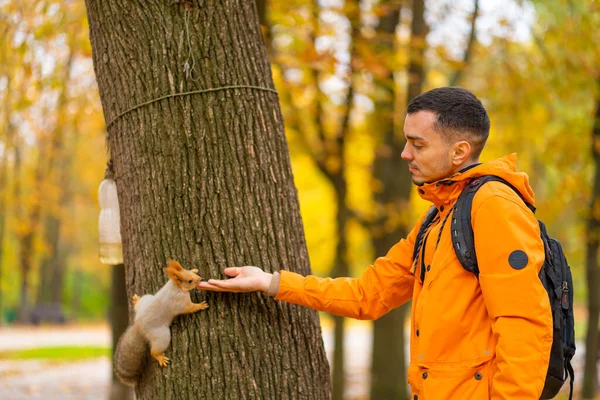 Una Ardilla Sentada Tronco Árbol Toma Nueces Mano Una Persona — Foto de Stock