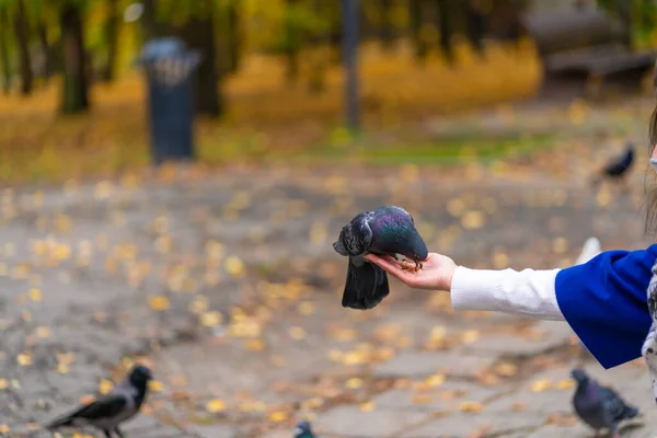 Person Holding Dove Hand Feeds Pigeons Park Tame Pigeon — Stock Photo, Image