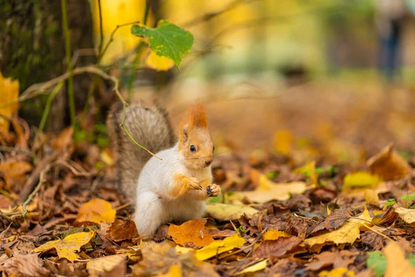 Μια Αφράτη Όμορφη Σκίουρος Ψάχνει Για Τροφή Ανάμεσα Πεσμένα Κίτρινα — Φωτογραφία Αρχείου