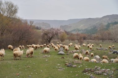 Bir koyun sürüsü dağlardaki bir çayırda otluyor..