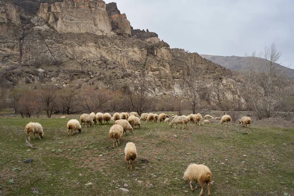 Stado Owiec Wypasa Się Łące Górach — Zdjęcie stockowe