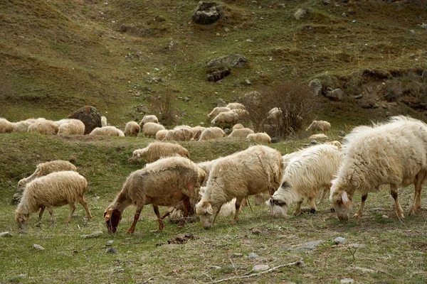 Стадо Овец Пасутся Лугу Горах — стоковое фото