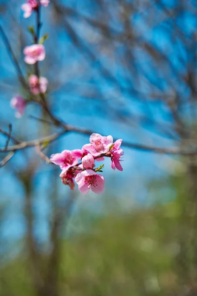 Cseresznyevirágok Rózsaszín Virágok Egy Faágon — Stock Fotó