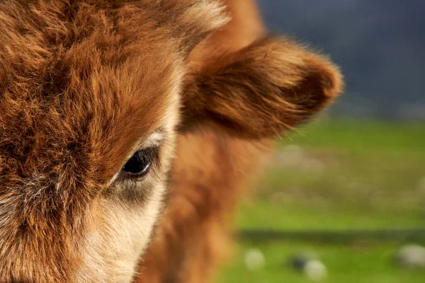 Zbliżenie Portiera Włochatej Krowy — Zdjęcie stockowe