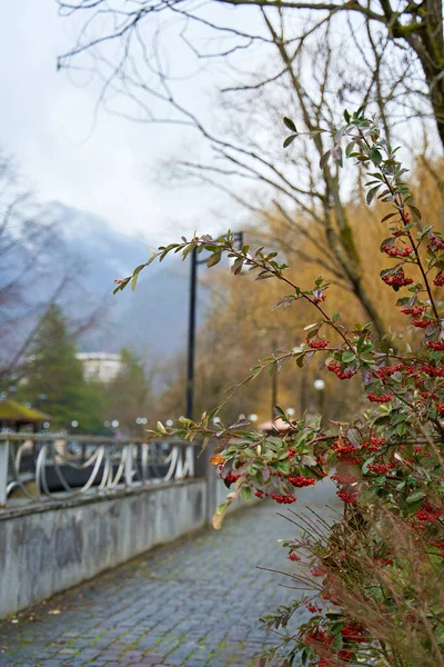 Vicolo Nel Parco Autunnale Cespuglio Con Bacche Rosse — Foto Stock