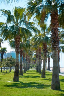 Tatil köyünün modern rıhtımındaki palmiye ağaçları..