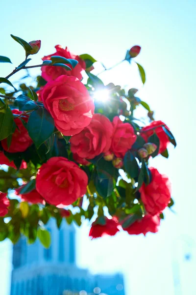 Blommande Röda Ros Blommor Stadsparken — Stockfoto