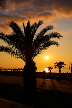 Tatil köyünün setinde akşam batımı. Yanan gökyüzünün arka planında bir sıra palmiye ağacı silueti.